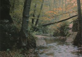 Hier geht es zur Karte mit dem Motiv 'Herbstliches Bild des Ehrbachs' Hier geht es zur Karte mit dem Motiv 'Herbstliches Bild des Ehrbachs'