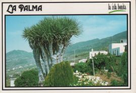Hier geht es zur Karte mit dem Motiv 'Drachenbaum am Hang' Hier geht es zur Karte mit dem Motiv 'Drachenbaum am Hang'
