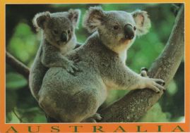 Hier geht es zur Karte mit dem Motiv 'Ein Koala mit Kind in einem Baum' Hier geht es zur Karte mit dem Motiv 'Ein Koala mit Kind in einem Baum'