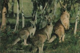 Hier geht es zur Karte mit dem Motiv 'Drei Känguruhs im Wald' Hier geht es zur Karte mit dem Motiv 'Drei Känguruhs im Wald'