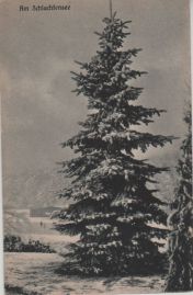 Hier geht es zur Karte mit dem Motiv 'Nadelbaum nahe beim Schlachtensee' Hier geht es zur Karte mit dem Motiv 'Nadelbaum nahe beim Schlachtensee'