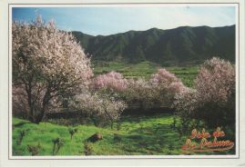 Hier geht es zur Karte mit dem Motiv 'Mandelblüte in El Paso' Hier geht es zur Karte mit dem Motiv 'Mandelblüte in El Paso'