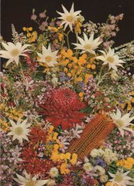 Hier geht es zur Karte mit dem Motiv 'Typische Blumen aus Australien' Hier geht es zur Karte mit dem Motiv 'Typische Blumen aus Australien'
