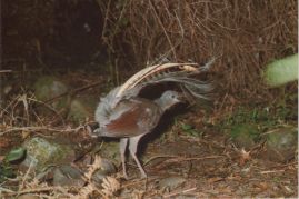Hier geht es zur Karte mit dem Motiv 'Leierschwanz auf dem Waldboden' Hier geht es zur Karte mit dem Motiv 'Leierschwanz auf dem Waldboden'