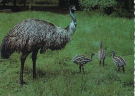 Hier geht es zur Karte mit dem Motiv 'Emu mit drei Jungvögeln' Hier geht es zur Karte mit dem Motiv 'Emu mit drei Jungvögeln'
