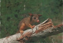 Hier geht es zur Karte mit dem Motiv 'Ein Possum auf einem Stamm' Hier geht es zur Karte mit dem Motiv 'Ein Possum auf einem Stamm'