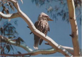 Hier geht es zur Karte mit dem Motiv 'Ein Kookaburra in den Blauen Bergen'