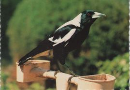 Hier geht es zur Karte mit dem Motiv 'Flötenvogel mit weißem Rücken' Hier geht es zur Karte mit dem Motiv 'Flötenvogel mit weißem Rücken'