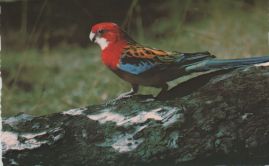 Hier geht es zur Karte mit dem Motiv 'Rosellasittich auf einem Baumstamm' Hier geht es zur Karte mit dem Motiv 'Rosellasittich auf einem Baumstamm'