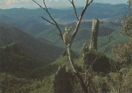 Hier geht es zur Karte mit dem Motiv 'Koala im Warrumbungle-Nationalpark'