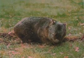 Hier geht es zur Karte mit dem Motiv 'Ein Wombat auf einer Wiese' Hier geht es zur Karte mit dem Motiv 'Ein Wombat auf einer Wiese'