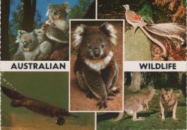 Hier geht es zur Karte mit dem Motiv 'Vier in Australien bekannte Tierarten' Hier geht es zur Karte mit dem Motiv 'Vier in Australien bekannte Tierarten'