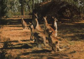 Hier geht es zur Karte mit dem Motiv 'Kängurus im Warrumbungle-Nationalpark'