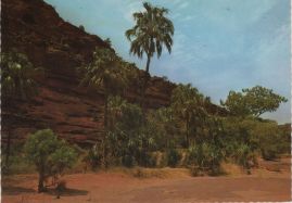 Hier geht es zur Karte mit dem Motiv 'Seltene Palmen im Outback' Hier geht es zur Karte mit dem Motiv 'Seltene Palmen im Outback'
