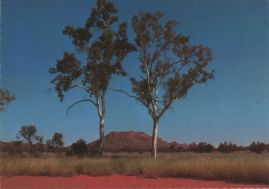 Hier geht es zur Karte mit dem Motiv 'Twin Ghost Gums vor Mt. Burts Bluff' Hier geht es zur Karte mit dem Motiv 'Twin Ghost Gums vor Mt. Burts Bluff'
