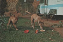 Hier geht es zur Karte mit dem Motiv 'Zwei gefütterte Dingos' Hier geht es zur Karte mit dem Motiv 'Zwei gefütterte Dingos'