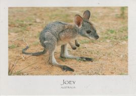 Hier geht es zur Karte mit dem Motiv 'Joey, das Baby-Känguru' Hier geht es zur Karte mit dem Motiv 'Joey, das Baby-Känguru'