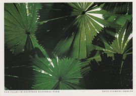 Hier geht es zur Karte mit dem Motiv 'Palmwedel im Daintree National Park' Hier geht es zur Karte mit dem Motiv 'Palmwedel im Daintree National Park'