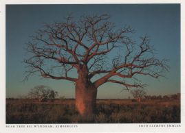 Hier geht es zur Karte mit dem Motiv 'Boab-Baum bei Wyndham' Hier geht es zur Karte mit dem Motiv 'Boab-Baum bei Wyndham'