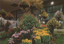 Hier geht es zur Karte mit dem Motiv 'Holländische Blüten in Berlin' Hier geht es zur Karte mit dem Motiv 'Holländische Blüten in Berlin'