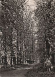 Hier geht es zur Karte mit dem Motiv 'Eiche und Linden im Schlosspark' Hier geht es zur Karte mit dem Motiv 'Eiche und Linden im Schlosspark'