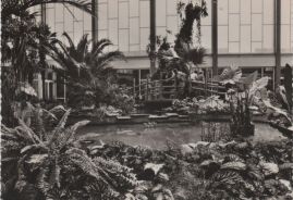 Hier geht es zur Karte mit dem Motiv 'Farn und Palmwedel in der Tropenhalle' Hier geht es zur Karte mit dem Motiv 'Farn und Palmwedel in der Tropenhalle'