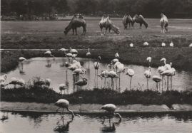 Hier geht es zur Karte mit dem Motiv 'Flamingos und Kamele' Hier geht es zur Karte mit dem Motiv 'Flamingos und Kamele'