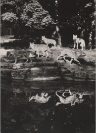 Hier geht es zur Karte mit dem Motiv 'Wölfe im Zoo im Osten' Hier geht es zur Karte mit dem Motiv 'Wölfe im Zoo im Osten'