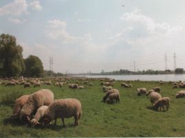 Hier geht es zur Karte mit dem Motiv 'Hungrige Schafe am Rhein in Leverkusen' Hier geht es zur Karte mit dem Motiv 'Hungrige Schafe am Rhein in Leverkusen'