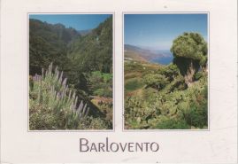 Hier geht es zur Karte mit dem Motiv 'Natternkopf, Drachenbaum und Opuntien' Hier geht es zur Karte mit dem Motiv 'Natternkopf, Drachenbaum und Opuntien'
