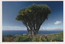 Hier geht es zur Karte mit dem Motiv 'Opuntien neben dem Drachenbaum' Hier geht es zur Karte mit dem Motiv 'Opuntien neben dem Drachenbaum'