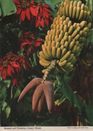 Hier geht es zur Karte mit dem Motiv 'Weihnachtssterne und Bananen' Hier geht es zur Karte mit dem Motiv 'Weihnachtssterne und Bananen'
