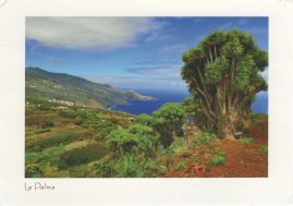 Hier geht es zur Karte mit dem Motiv 'Drachenbaum am Hang zum Meer' Hier geht es zur Karte mit dem Motiv 'Drachenbaum am Hang zum Meer'
