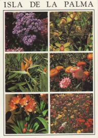 Hier geht es zur Karte mit dem Motiv 'Blüten in vielen Farben' Hier geht es zur Karte mit dem Motiv 'Blüten in vielen Farben'