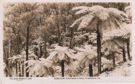 Hier geht es zur Karte mit dem Motiv 'Farnwald in der Nähe von Warburton' Hier geht es zur Karte mit dem Motiv 'Farnwald in der Nähe von Warburton'