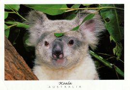 Hier geht es zur Karte mit dem Motiv 'Ein Koala blickt in die Kamera' Hier geht es zur Karte mit dem Motiv 'Ein Koala blickt in die Kamera'