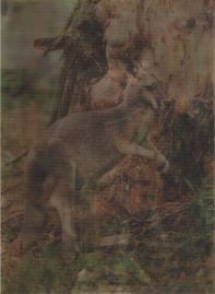 Hier geht es zur Karte mit dem Motiv 'Linsenrasterbild mit Känguru und Koala' Hier geht es zur Karte mit dem Motiv 'Linsenrasterbild mit Känguru und Koala'